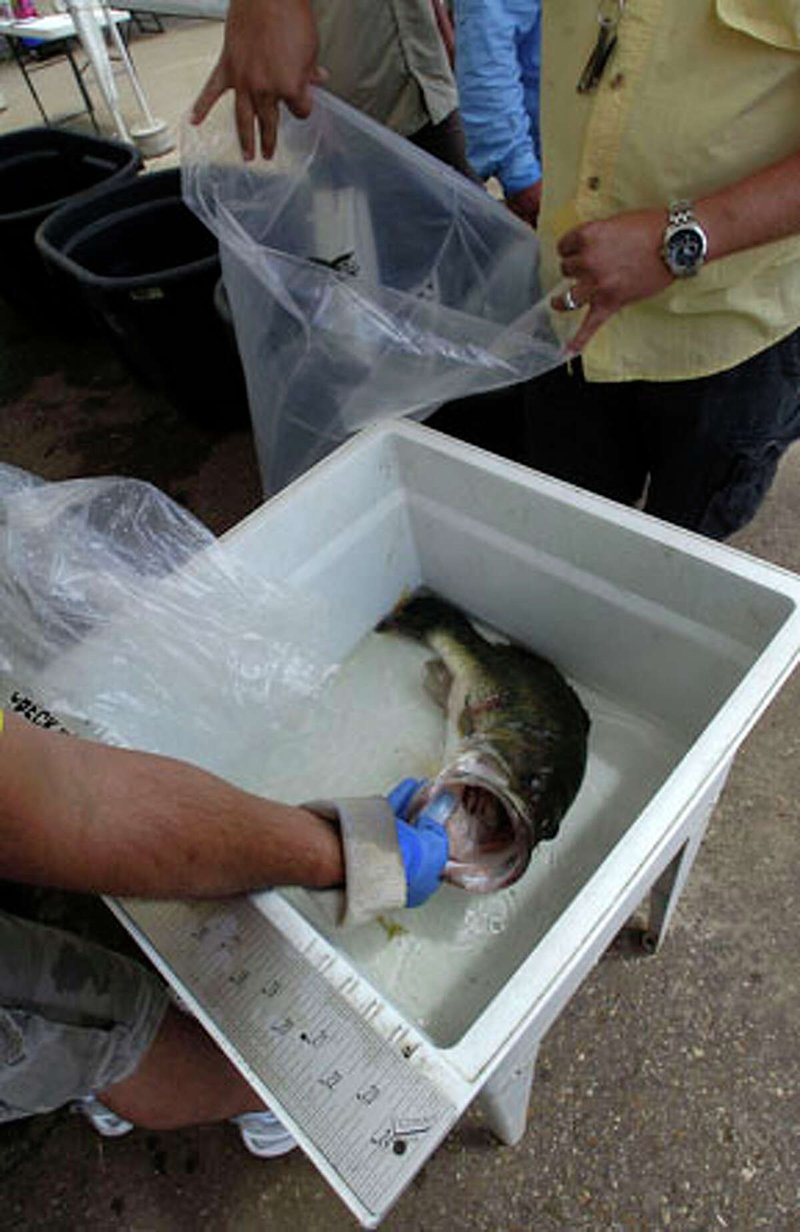 Explore big bass splash casino