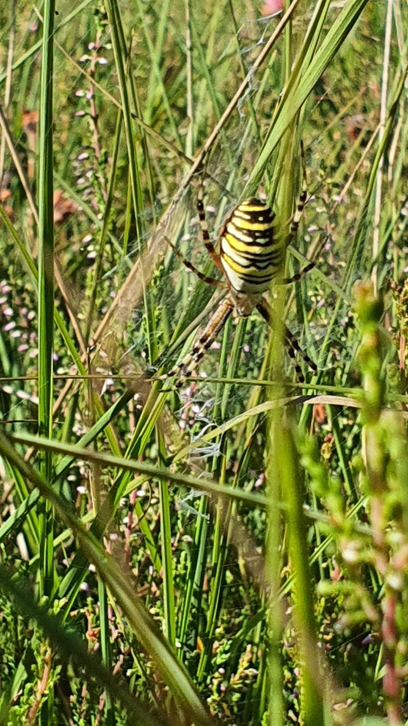 Learn about piperspin app